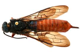   Sirex hispaniola  female dorsal habitus; photo by H. Goulet, CNC 
